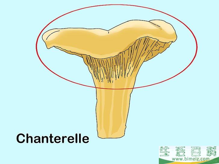 如何判断蘑菇是否能食用