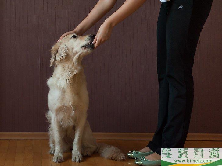 如何训练狗狗坐下