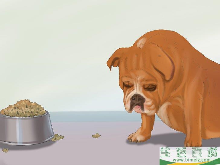 如何确保爱犬产后健康