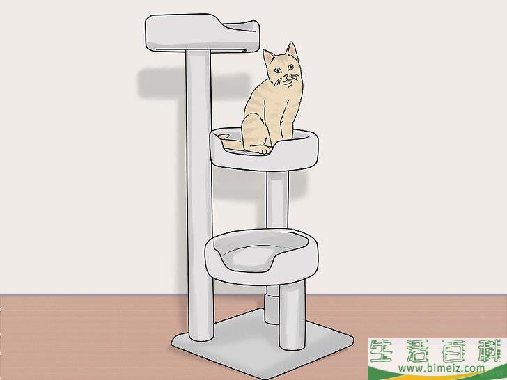 如何让猫和狗和平相处