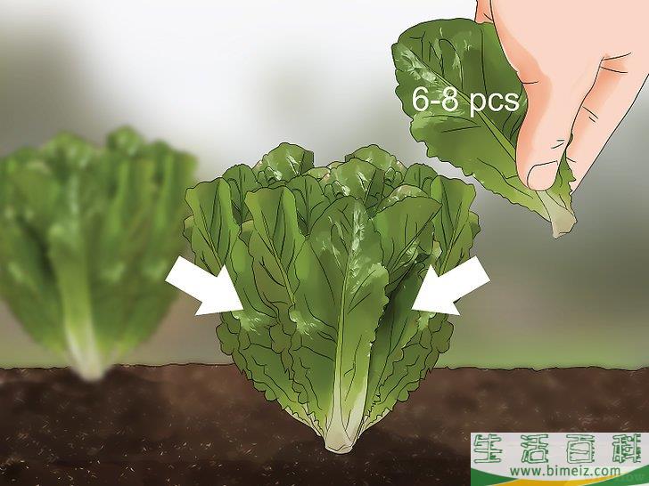 如何收获罗马生菜