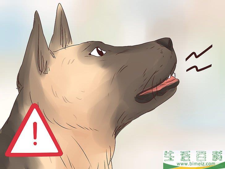 如何让爱犬减慢进食速度