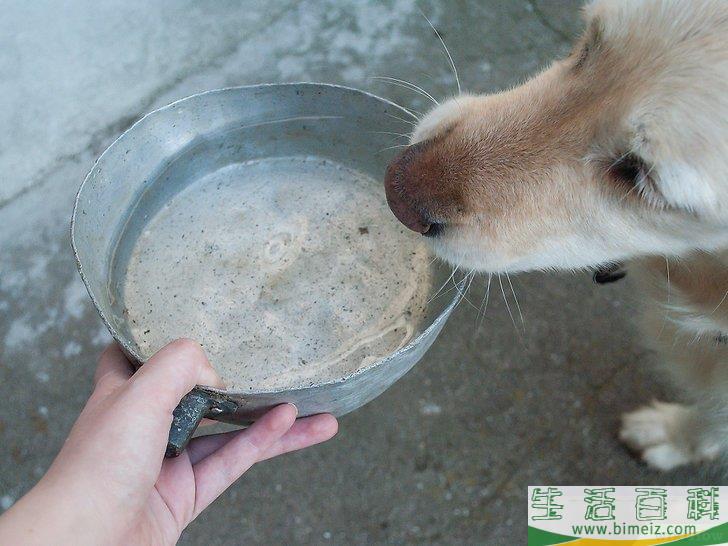 如何让你的狗停止刨地