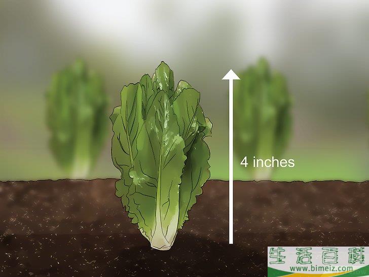 如何收获罗马生菜