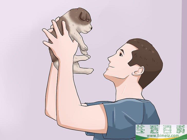 如何给幼犬断奶