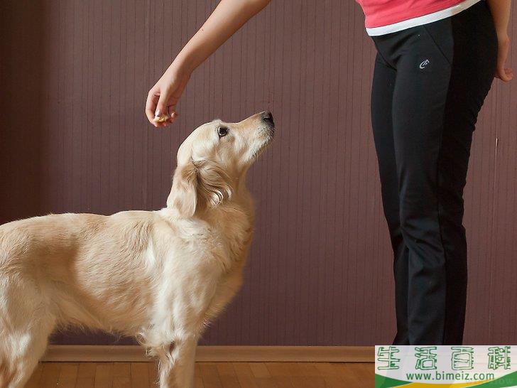 如何训练狗狗坐下