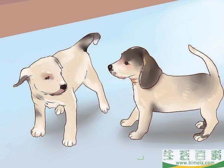 如何训练护卫犬