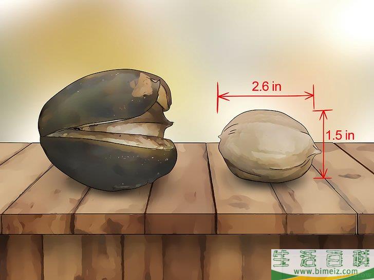 如何辨认不同品种的山核桃