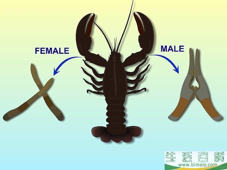 如何吃龙虾