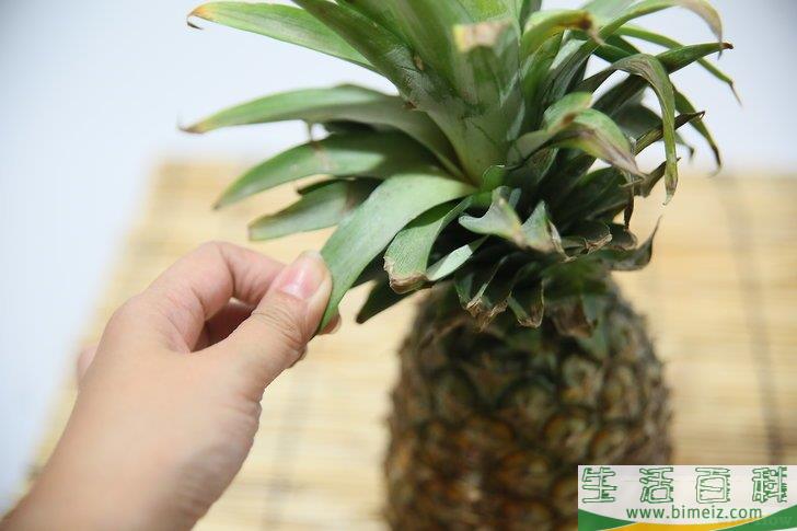 如何判断菠萝是否熟了