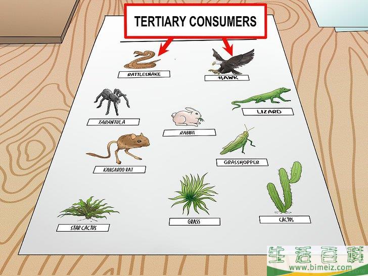 如何画一张食物网