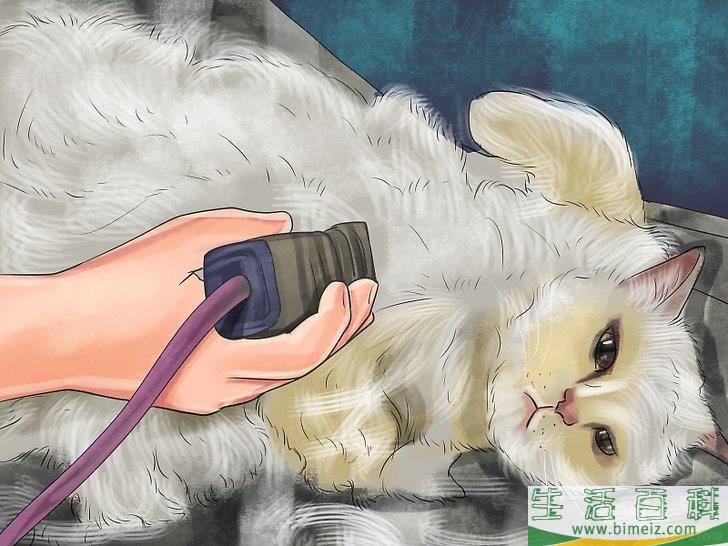 如何重新训练猫咪使用猫砂盆