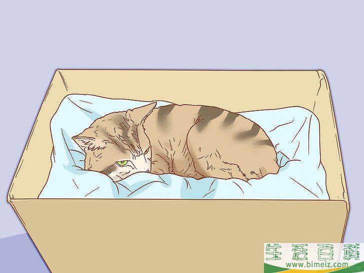 如何分辨猫是否怀孕