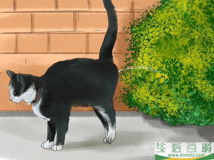 如何重新训练猫咪使用猫砂盆