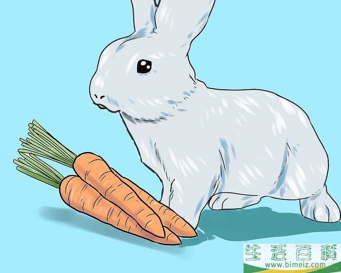 如何繁殖兔子