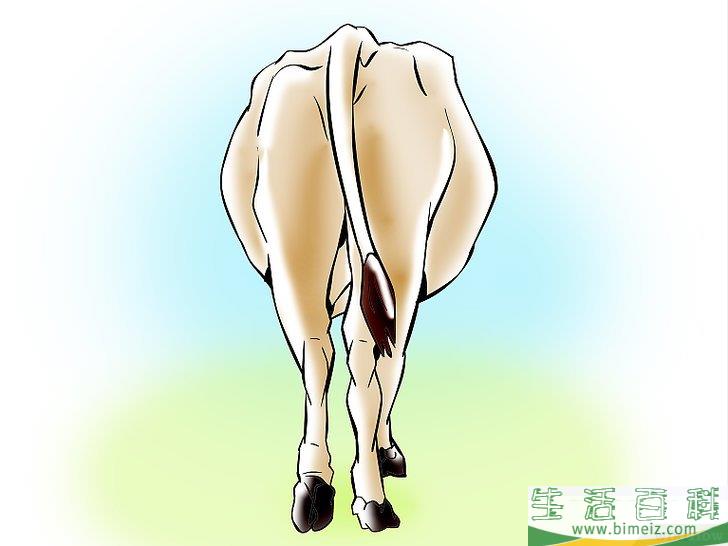 如何人工受精乳牛和小母牛