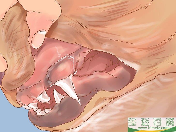 如何照料刚吐过的狗