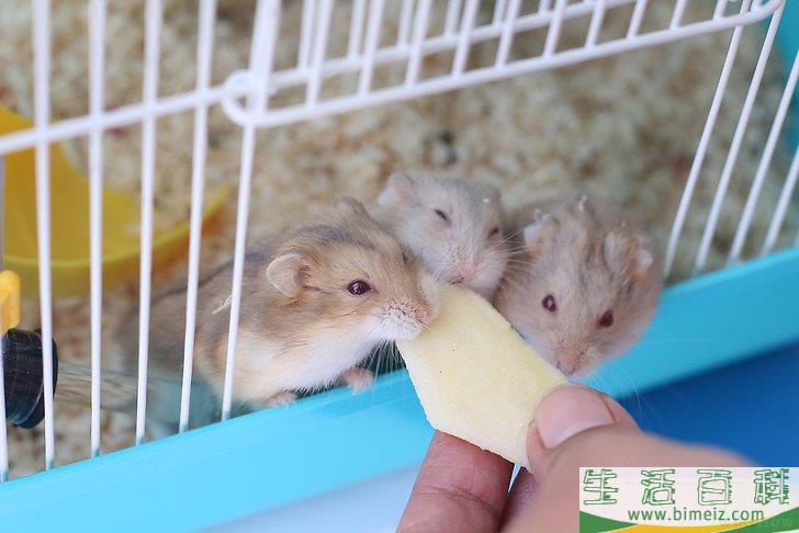 如何照顾仓鼠