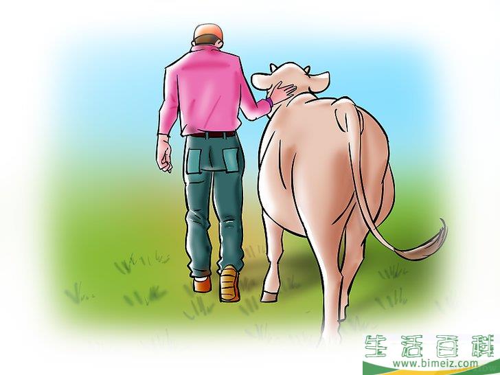 如何人工受精乳牛和小母牛