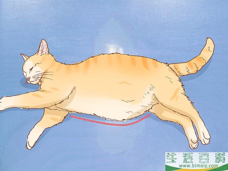 如何分辨猫是否怀孕