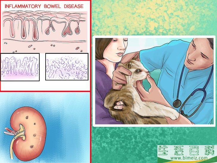 如何重新训练猫咪使用猫砂盆