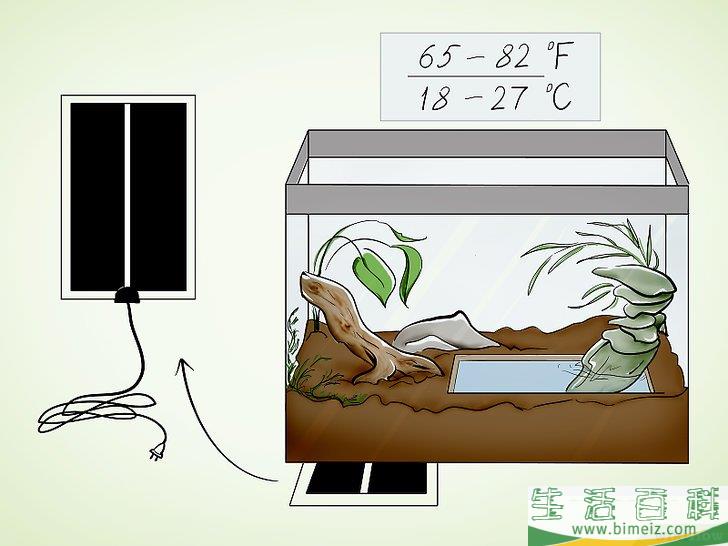 如何照料蟾蜍