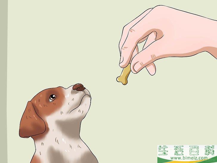 如何在家训练小狗