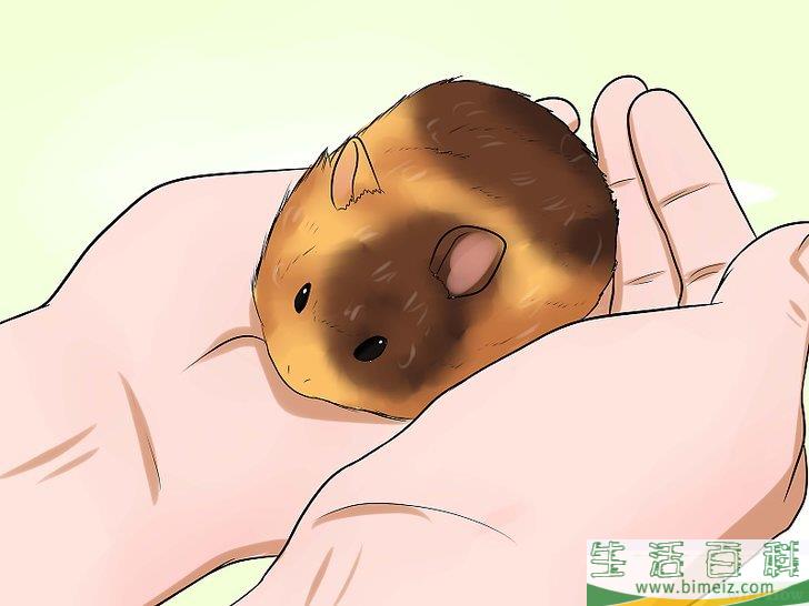 如何判断仓鼠是否快要死去