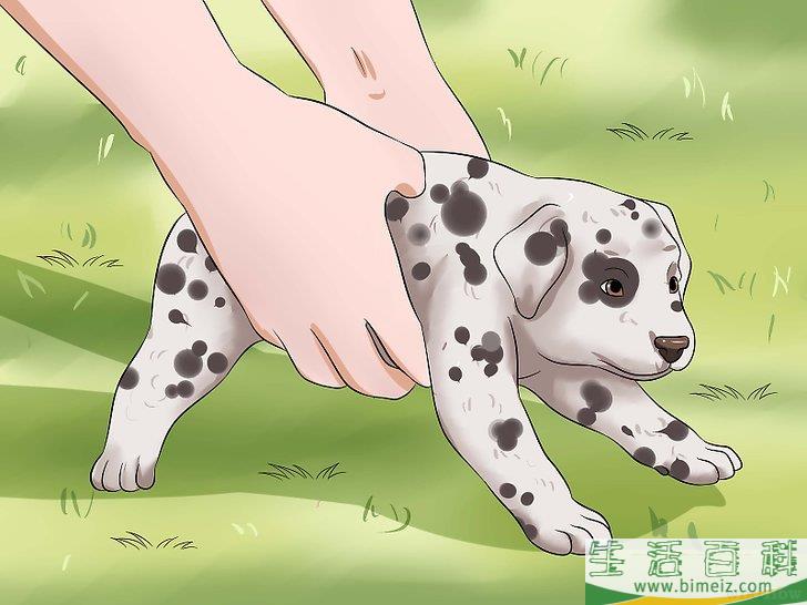 如何在家训练小狗