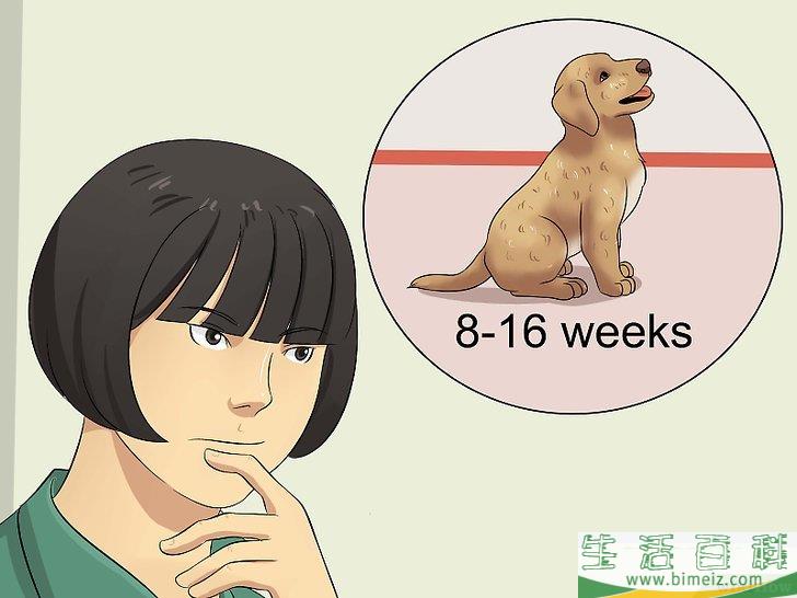 如何在家训练小狗