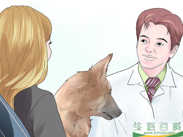 如何治疗犬疥癣病