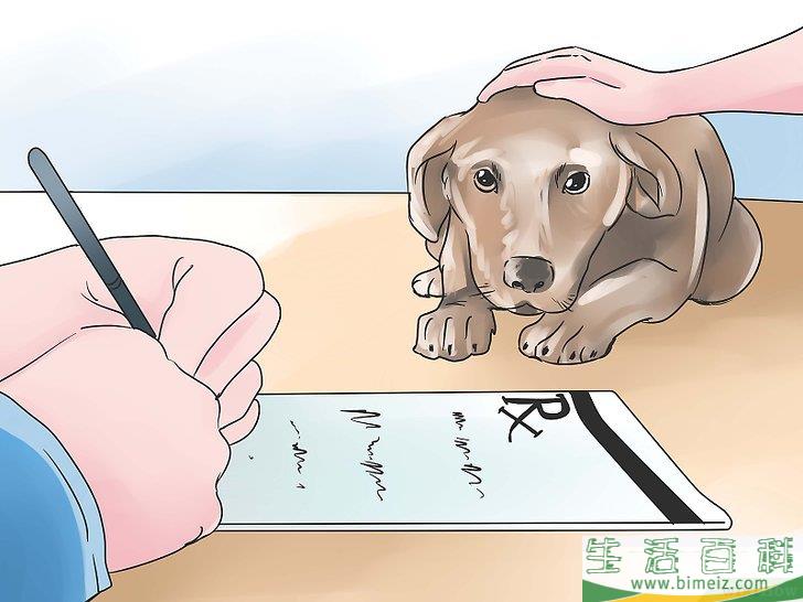 如何治疗犬疥癣病