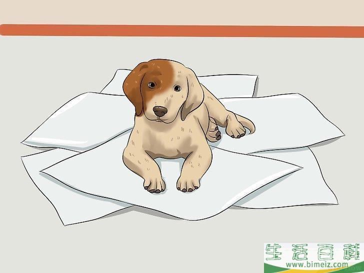 如何在家训练小狗