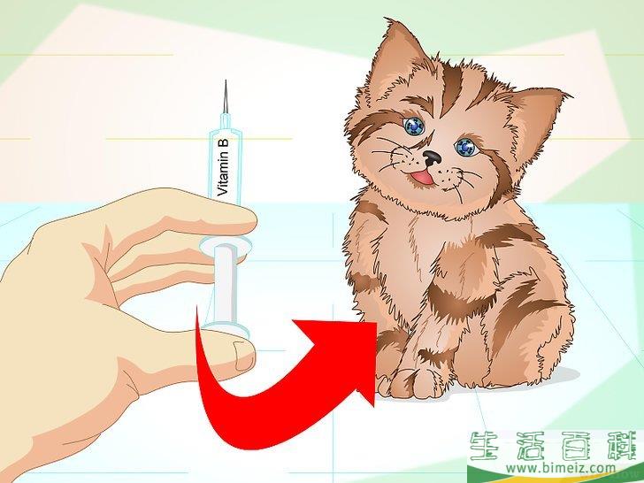 如何让生病的小猫吃东西