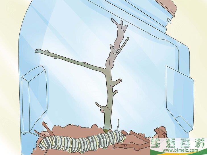 如何照料毛毛虫
