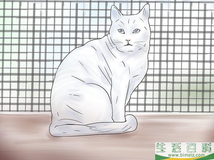 如何治疗中毒的猫