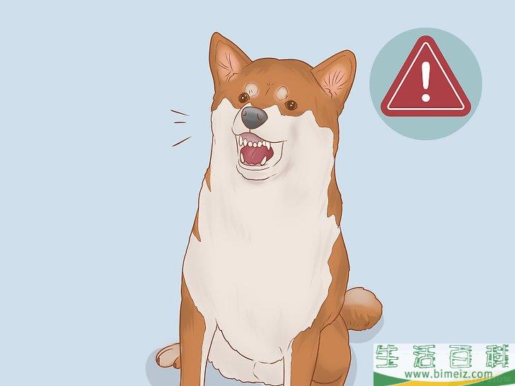 如何挑选柴犬幼崽