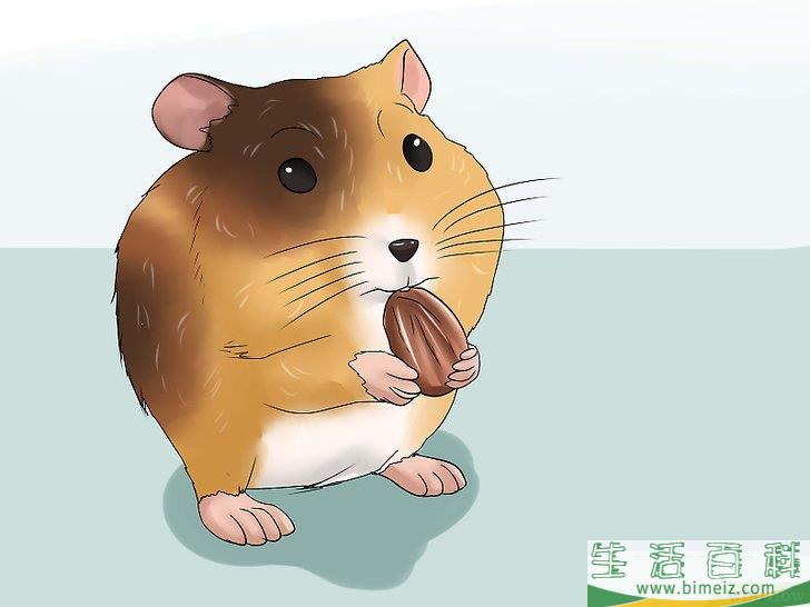 如何判断仓鼠是否快要死去