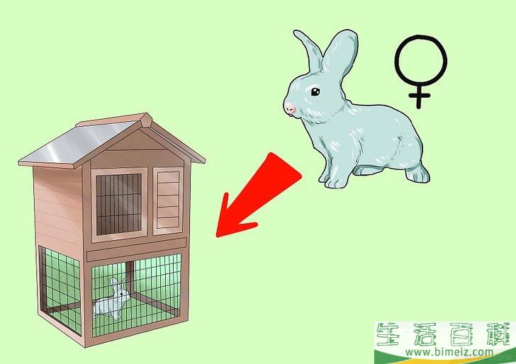 如何繁殖兔子