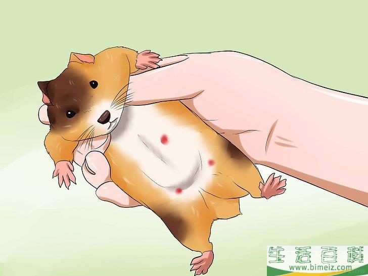如何判断仓鼠是否快要死去