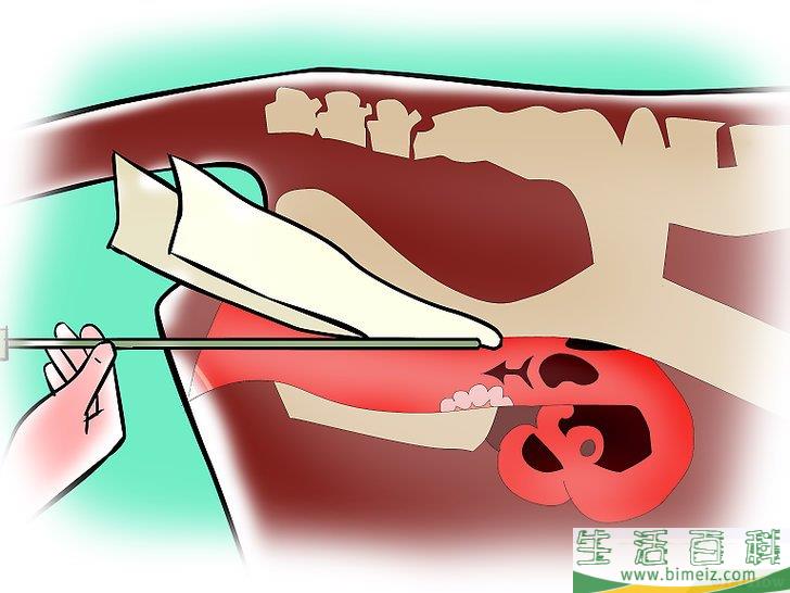 如何人工受精乳牛和小母牛