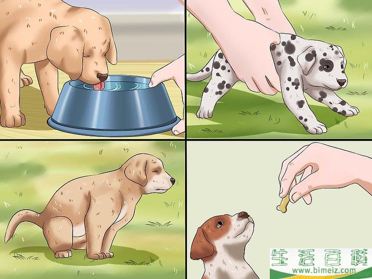 如何在家训练小狗