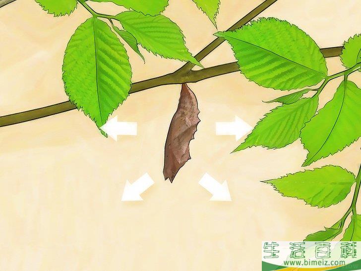 如何照料蝴蝶