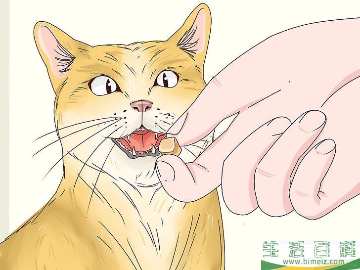 如何让猫咪喜欢你