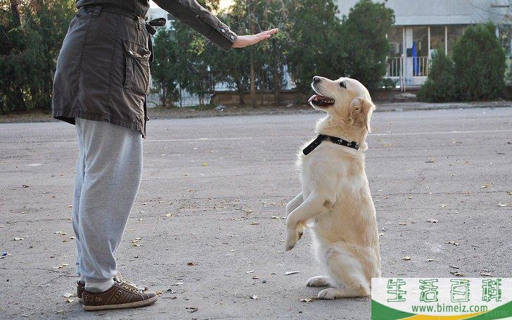 怎么成为训狗师