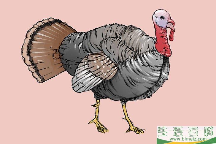怎么画一只火鸡