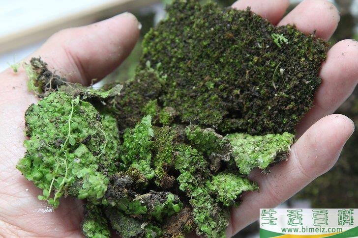 怎么创作苔藓涂鸦