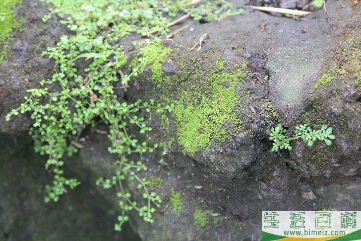 怎么创作苔藓涂鸦