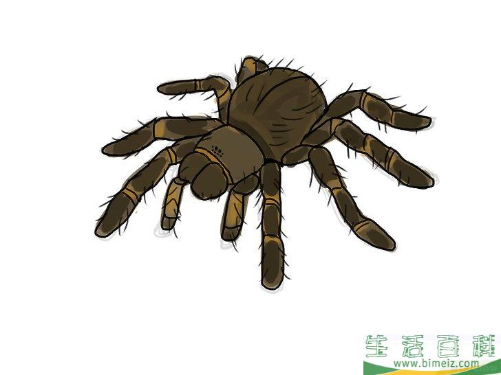 怎么画蜘蛛
