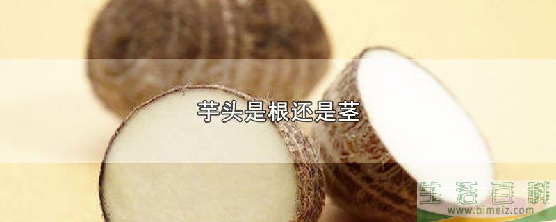芋头属于根还是茎（和芋头长得很像的果）